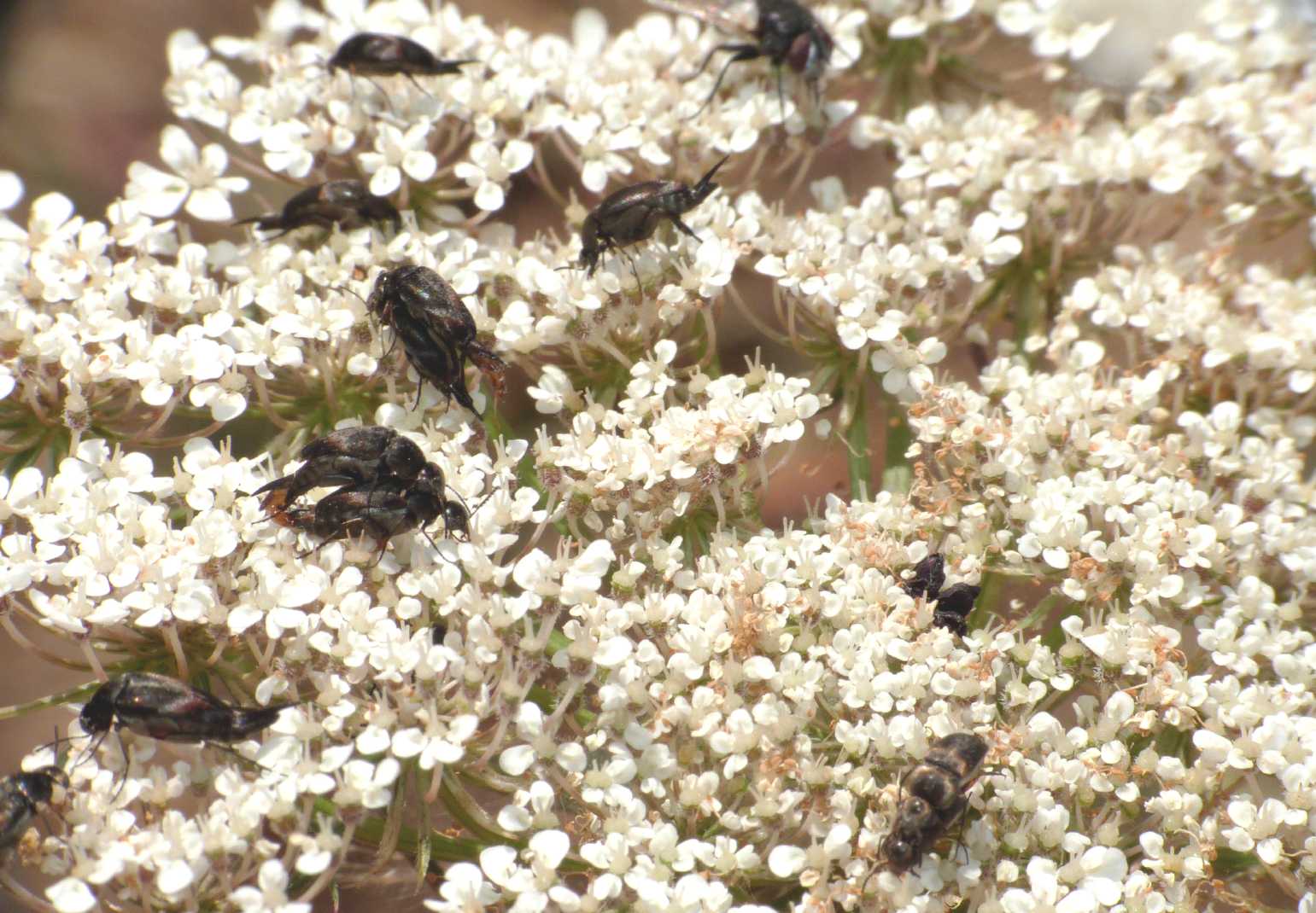 Mordellidae: ci sono fiori dove si rimorchia e altri no ....